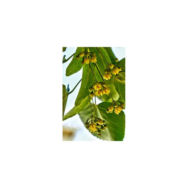 Eau florale de Tilleul biologique